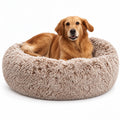 Dog lying on a fluffy donut bed with a white background